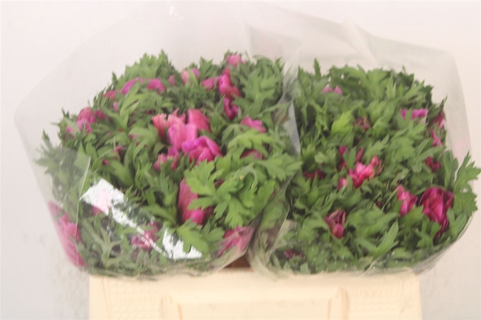 <h4>Anemone Mistral Fuchsia</h4>