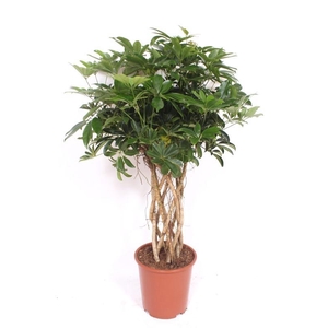 Schefflera arboricola 'Compacta'