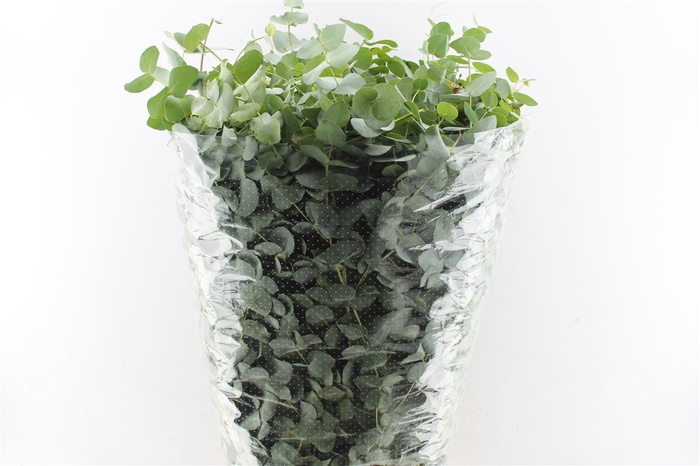 <h4>Euca Cinerea 400 Gram 100cm Extra</h4>