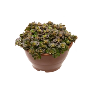SEDUM MAKINOI TORNADO C13
