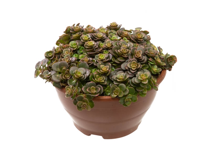 <h4>SEDUM MAKINOI TORNADO C13</h4>