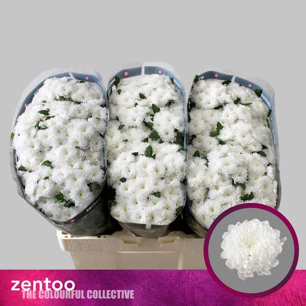 <h4>Chr San Baykal Zentoo</h4>