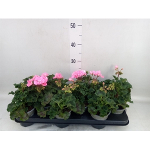 Pelargonium zona. 'ToscaSil Lisa'