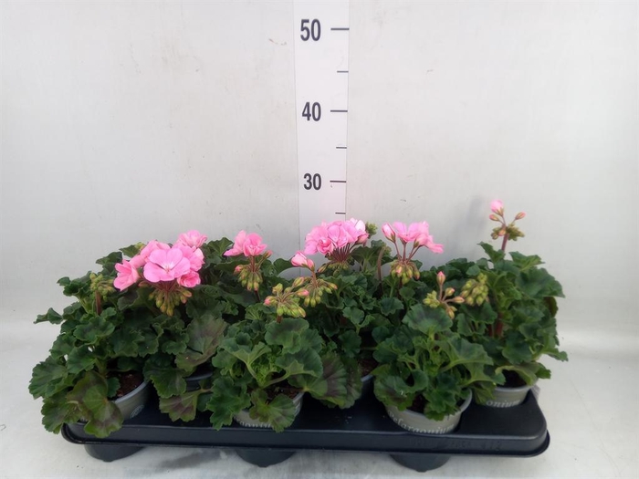 <h4>Pelargonium zona. 'ToscaSil Lisa'</h4>