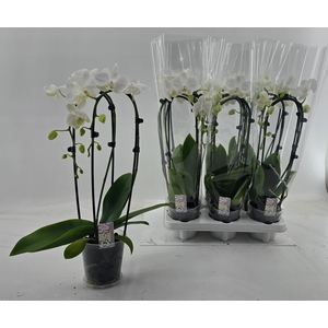PHAL EL CASCADE