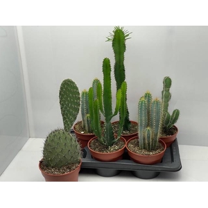 CACTUS GEM