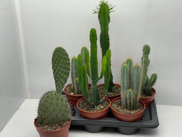 <h4>CACTUS GEM</h4>