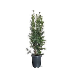 Taxus media 'Hicksii' (zonder etiket)
