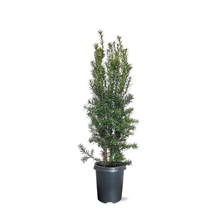 <h4>Taxus media 'Hicksii' (zonder etiket)</h4>