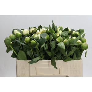 Paeonia Lact. Bridal  Shower