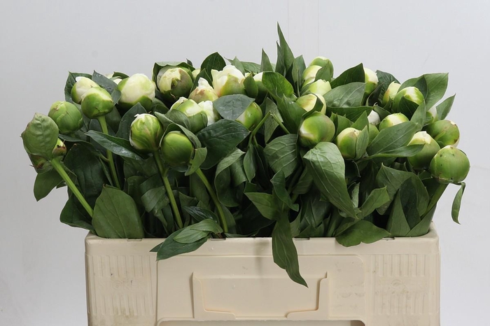 Paeonia Bridal Shower