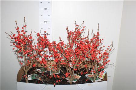 <h4>Ilex Verticillata</h4>