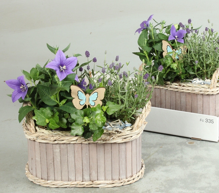 <h4>ARR TUINPLANTEN</h4>