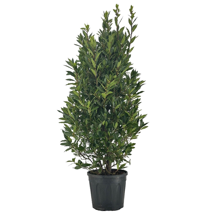 <h4>Laurus nobilis Struik</h4>