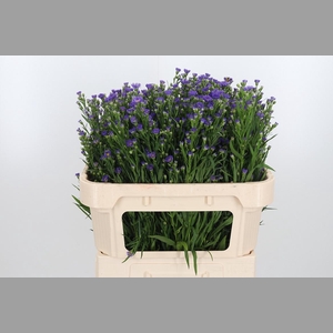 Aster Casamare