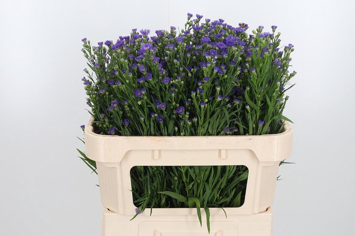 <h4>Aster Casamare</h4>