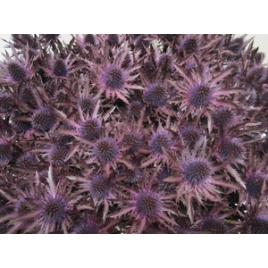 Eryn Orion Aubergine L50