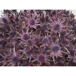 Eryn Orion Aubergine L50