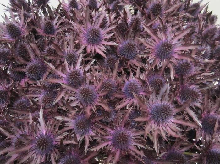 <h4>Eryn Orion Aubergine L50</h4>