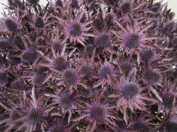 <h4>Eryn Orion Aubergine L50</h4>