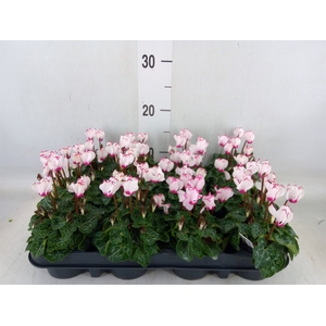 Cyclamen KL 'Verano Victoria'