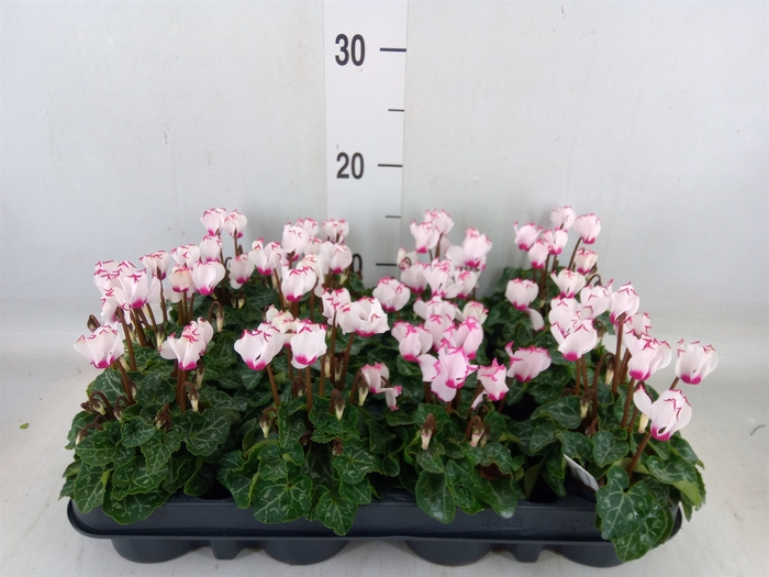 <h4>Cyclamen KL 'Verano Victoria'</h4>