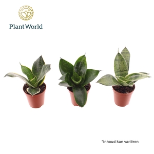 Tiny Sanny mix (Sansevieria)