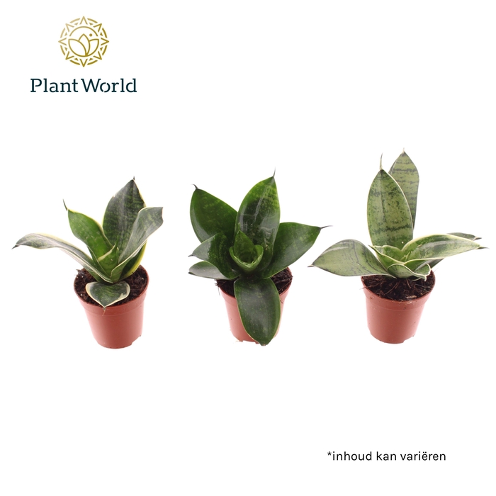 <h4>Tiny Sanny mix (Sansevieria)</h4>