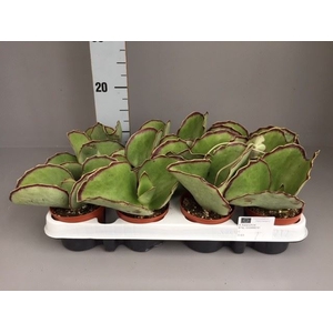 Kalanchoe   ...