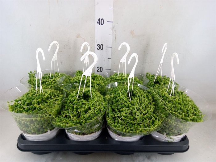 <h4>Senecio rowleyanus</h4>