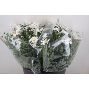 Margriet White Extra P Stem