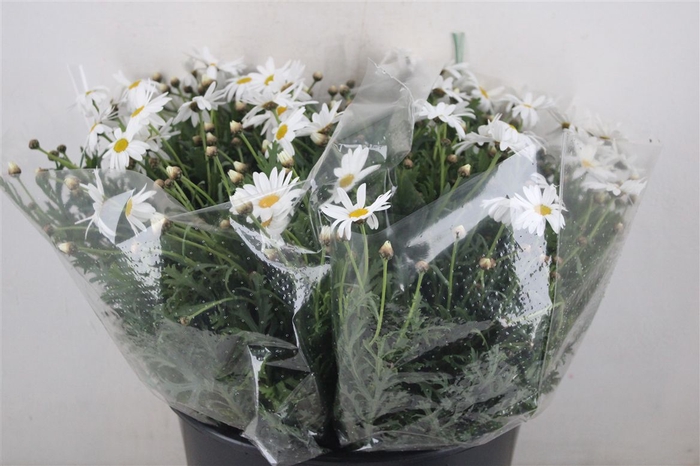 Margriet White Extra P Stem