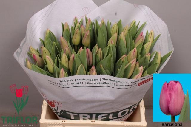 <h4>TU EN BARCELONA</h4>