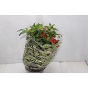 AESCHYNANTHUS SPECIOSUS C21