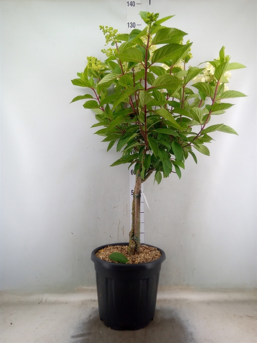 <h4>Hydrangea pan.</h4>