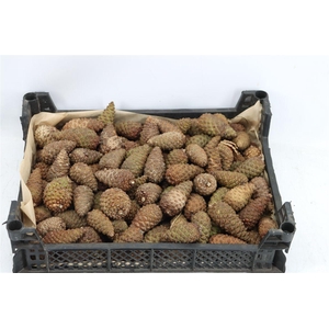 Pinea Mini Naturel X125 Crate