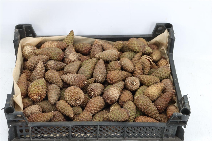 <h4>Pinea Mini Naturel X125 Crate</h4>