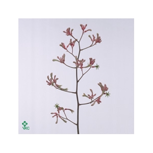 Anigozanthos Pink Joey