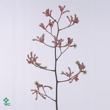 <h4>Anigozanthos Pink Joey</h4>