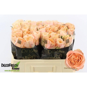Rosa large charming reeva