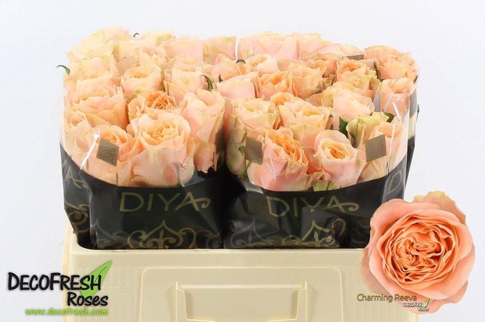 <h4>Rosa large charming reeva</h4>