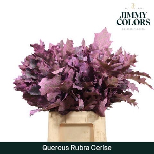 Quercus Rubra L60 Cerise