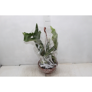 PLATYCERIUM ALCICORN C21