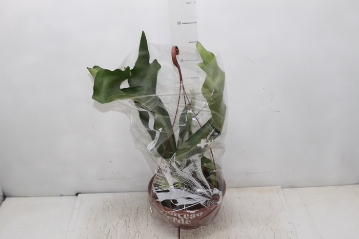 PLATYCERIUM ALCICORN C21