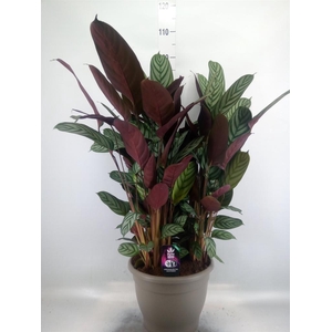 Ctenanthe setosa 'Compactstar'