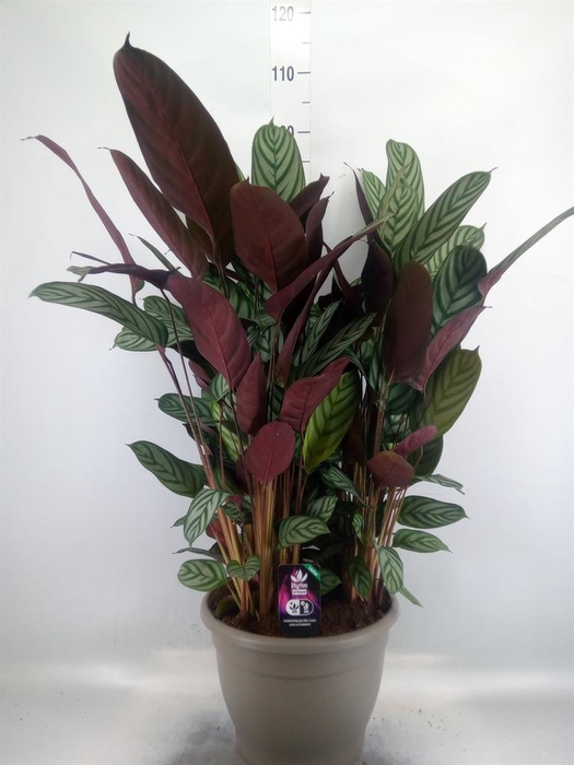<h4>Ctenanthe setosa 'Compactstar'</h4>
