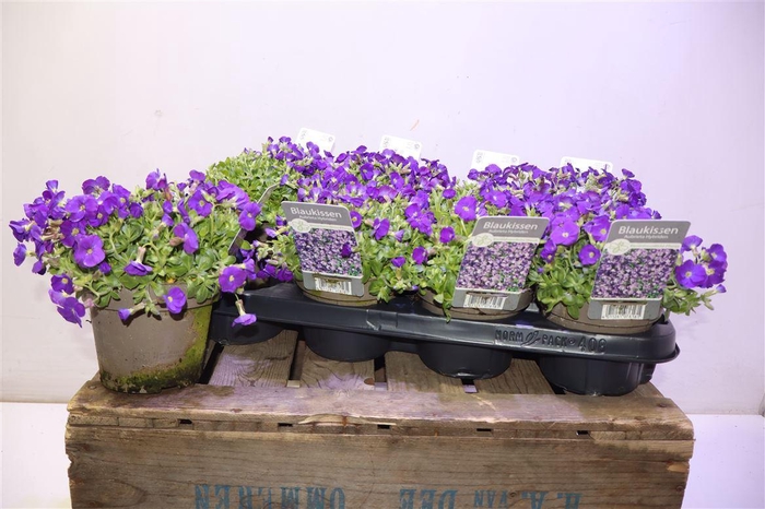 <h4>Aubr Gracilis</h4>