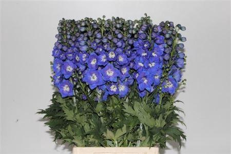<h4>Delph Du Delphis Morning</h4>