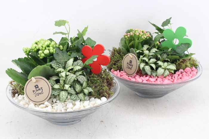 Arr2 Pl - Glas Schaal 23cm - Roze/wit