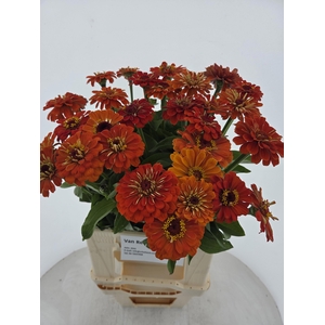 ZINNIA ELEGANS ORANGE